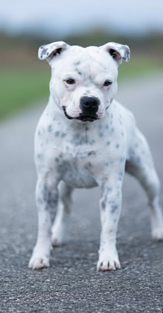 Killy'rena Usherin polar bear