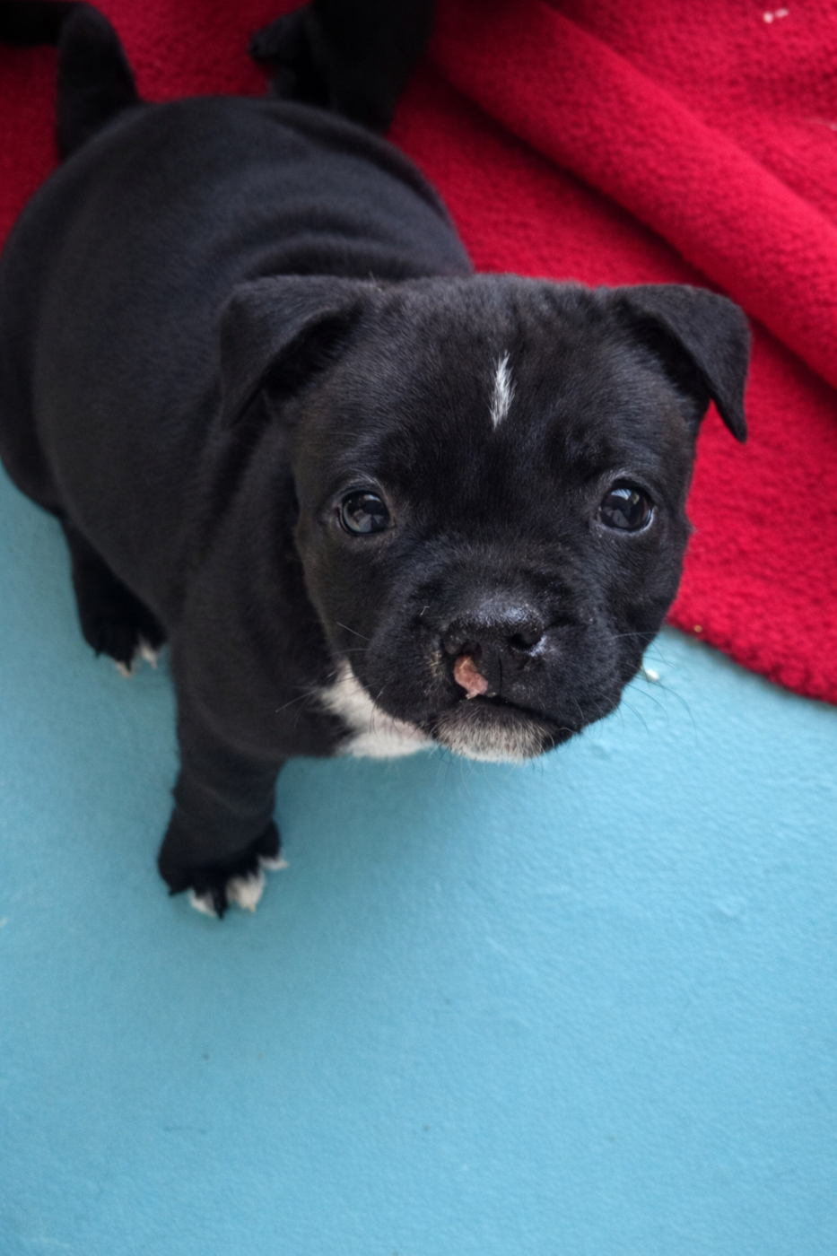 Angel Never Quits - Staffordshire Bull Terrier