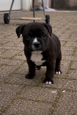 Les chiots de Staffordshire Bull Terrier