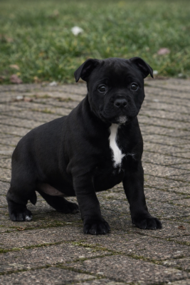 Les chiots de Staffordshire Bull Terrier