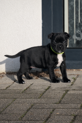 Les chiots de Staffordshire Bull Terrier