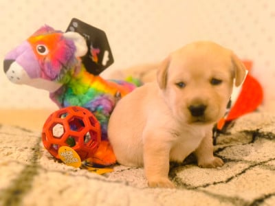 Les chiots de Labrador Retriever