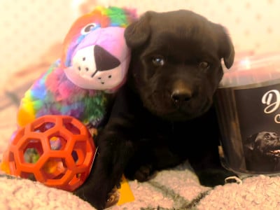 Les chiots de Labrador Retriever