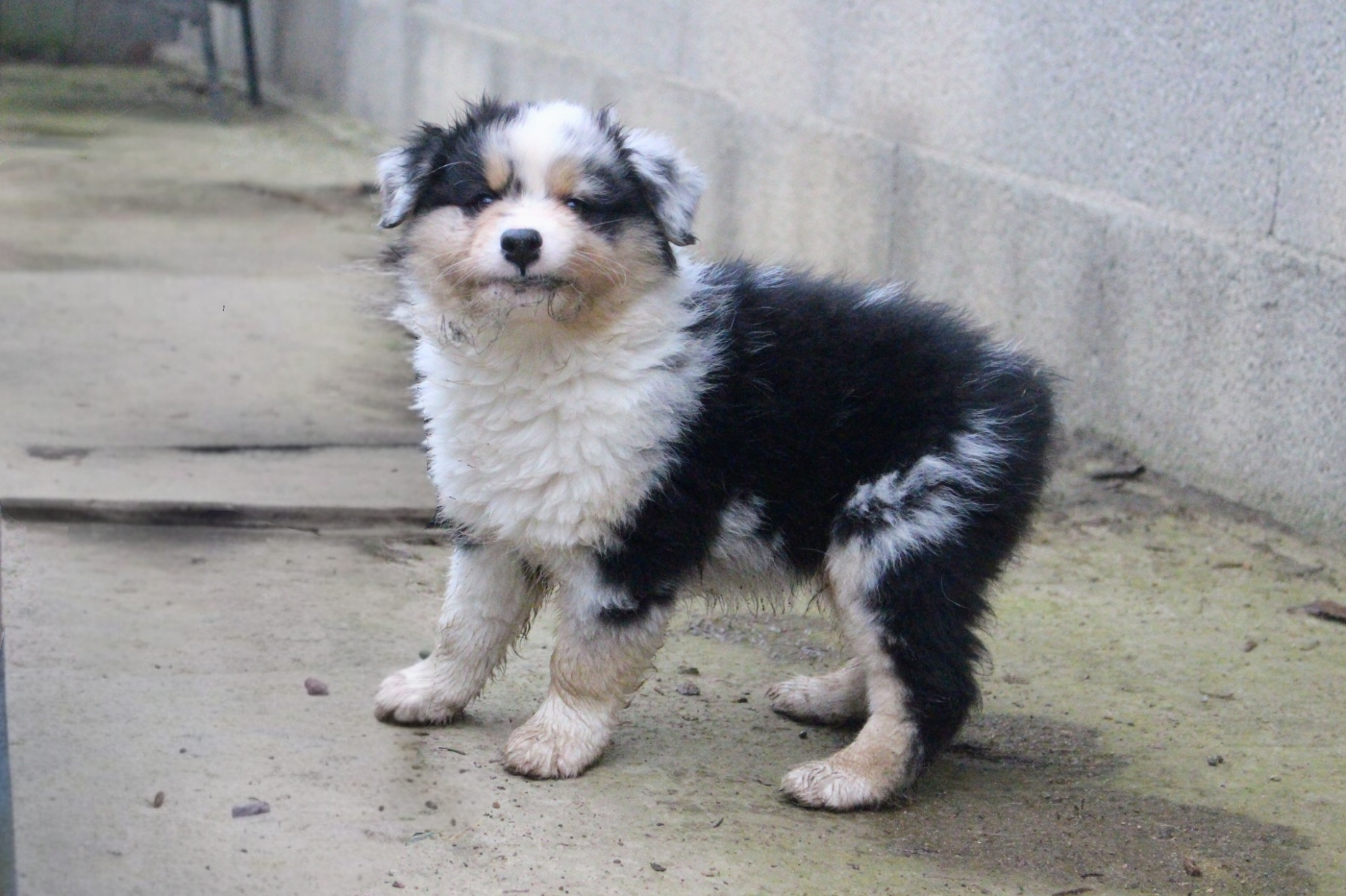Arès - Berger Australien