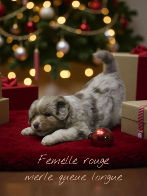 Les chiots de Berger Australien