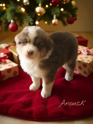 Les chiots de Berger Australien