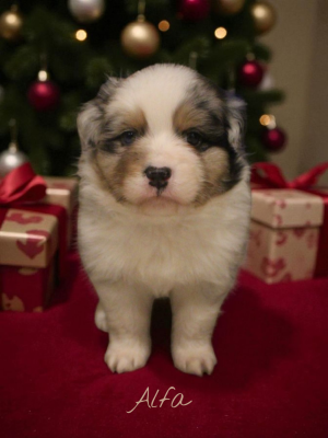 Les chiots de Berger Australien
