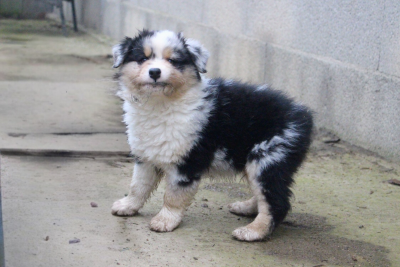 Les chiots de Berger Australien