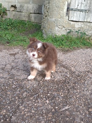 Les chiots de Berger Australien
