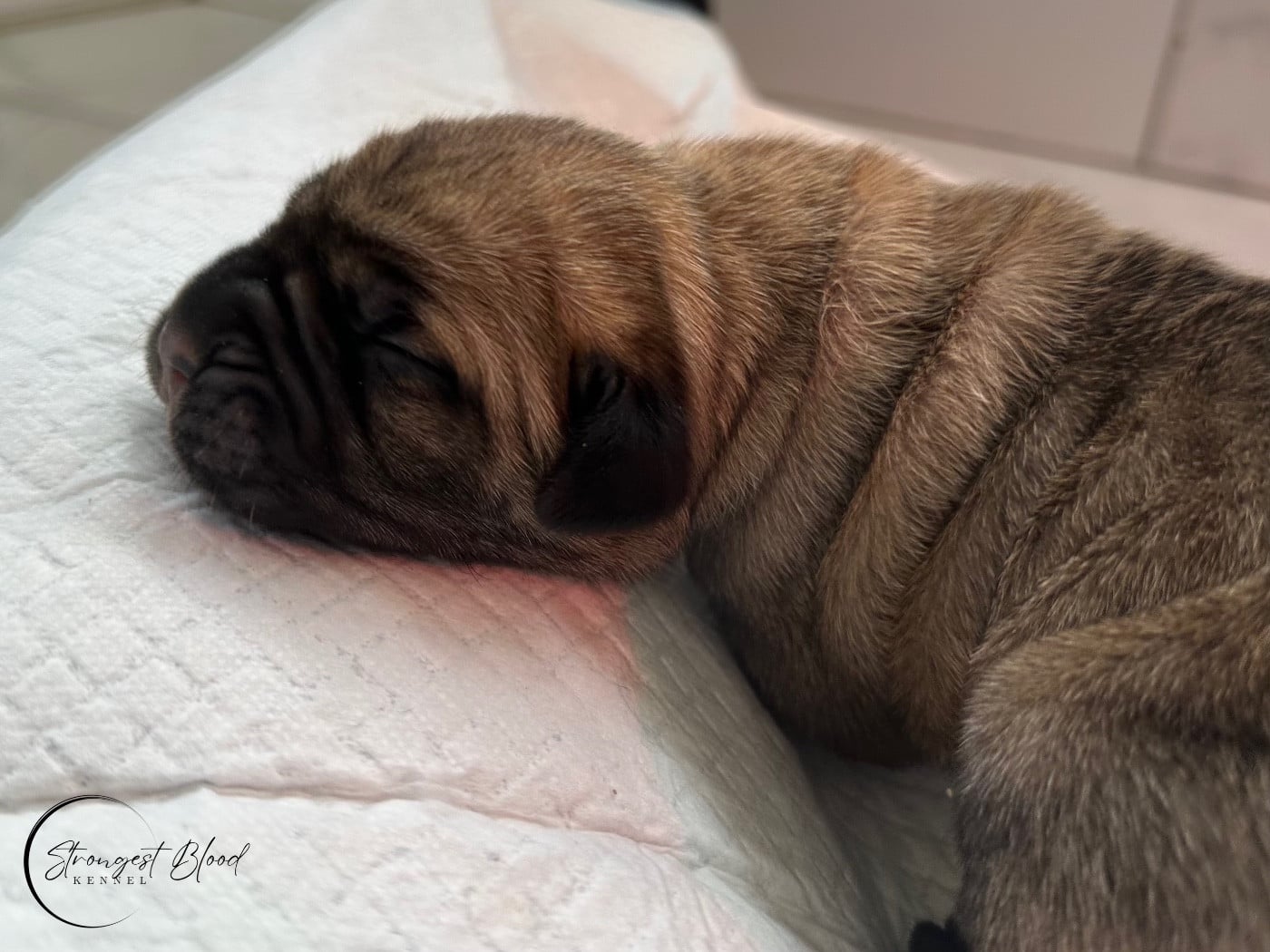 Miss Fawn - Cane Corso