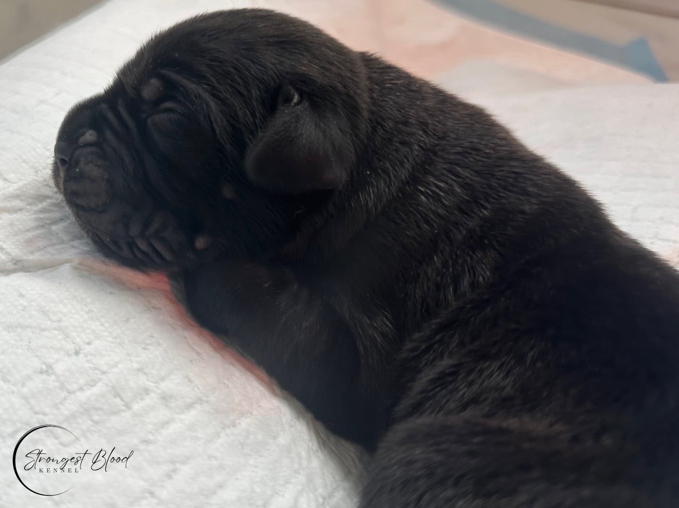 Miss Brindle - Cane Corso