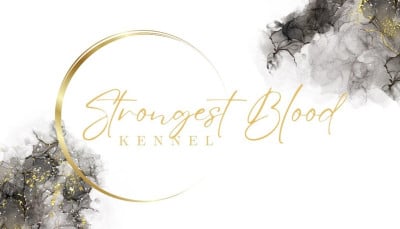 Les chiots de Cane Corso