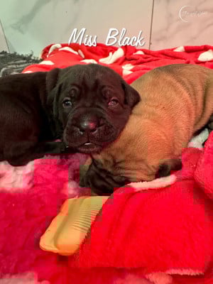 Les chiots de Cane Corso