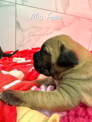 Les chiots de Cane Corso