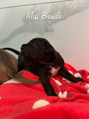 Les chiots de Cane Corso