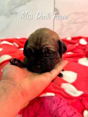 Les chiots de Cane Corso