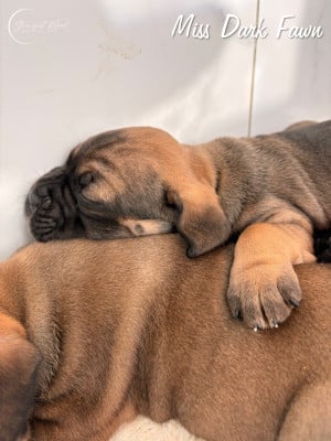 Les chiots de Cane Corso