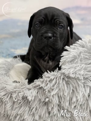 Les chiots de Cane Corso