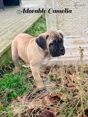 Les chiots de Cane Corso