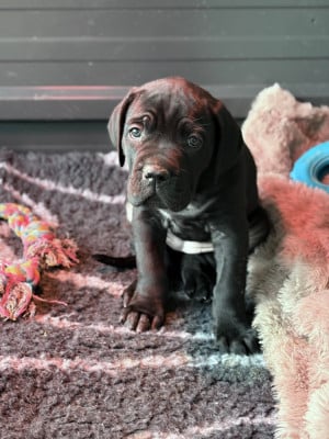 Les chiots de Cane Corso