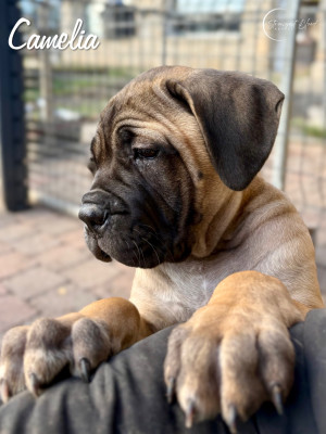 Les chiots de Cane Corso