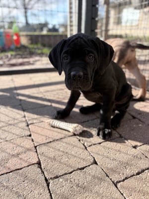 Les chiots de Cane Corso