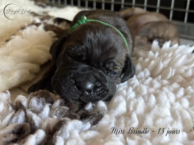Miss Green - Cane Corso