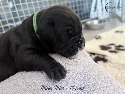 Mister Mint - Cane Corso