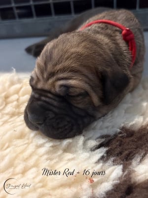 Mister Red - Cane Corso