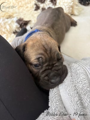 Mister Blue - Cane Corso