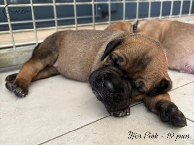 Miss Pink - Cane Corso