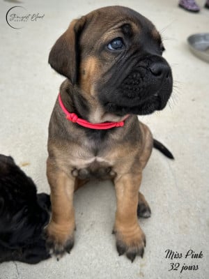 Les chiots de Cane Corso