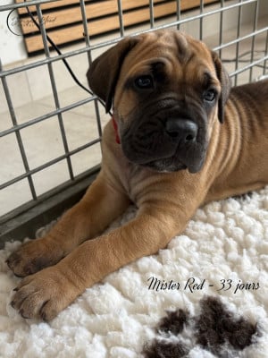 Les chiots de Cane Corso