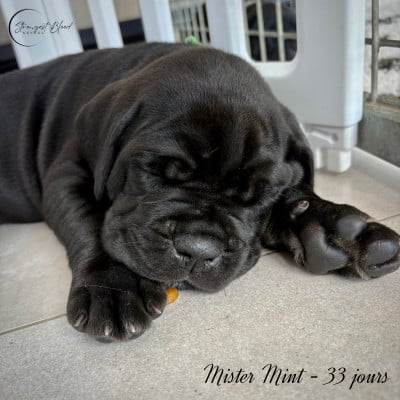 Les chiots de Cane Corso