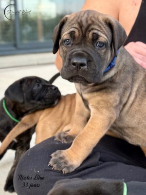 Les chiots de Cane Corso