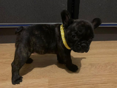 Les chiots de Bouledogue français