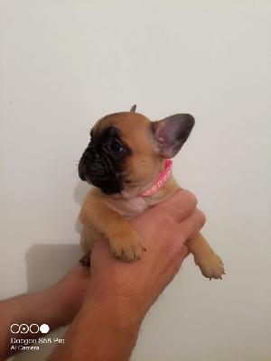 Les chiots de Bouledogue français