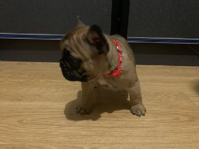 Les chiots de Bouledogue français