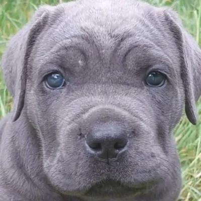 Des Conquérants Du Crépuscule