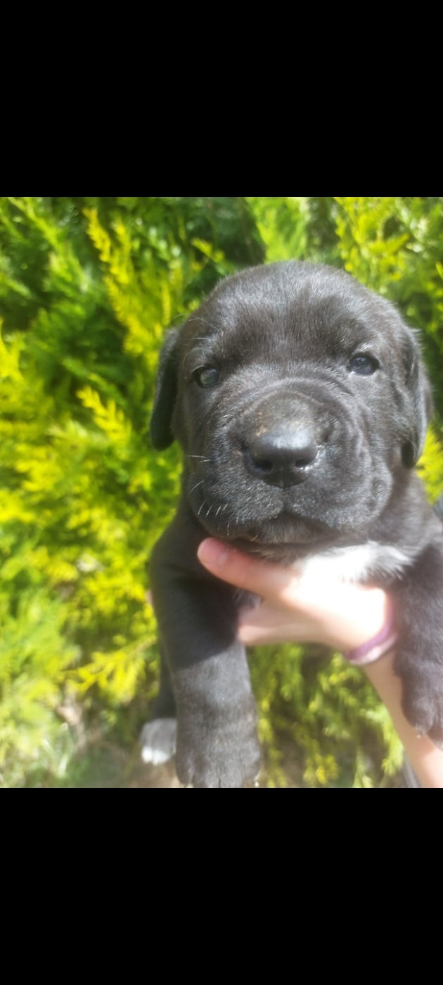 Du Champ. Du monde femelle noire - Cane Corso