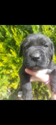 Les chiots de Cane Corso