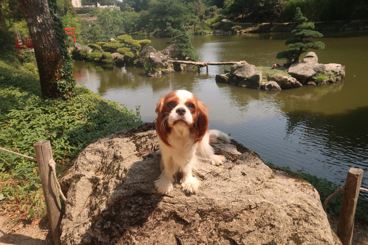 Publication : Dixie's Legacy