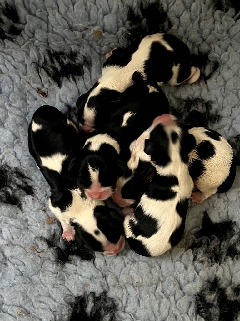 CHIOT 3 - Cavalier King Charles Spaniel