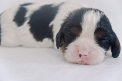 Les chiots de Cavalier King Charles Spaniel