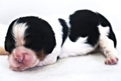 Les chiots de Cavalier King Charles Spaniel