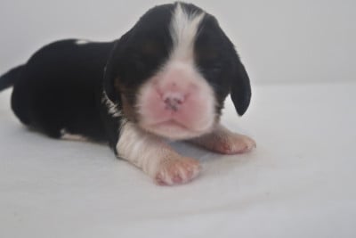 Les chiots de Cavalier King Charles Spaniel