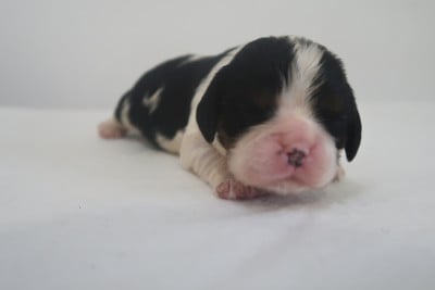 Les chiots de Cavalier King Charles Spaniel