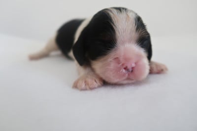 Les chiots de Cavalier King Charles Spaniel