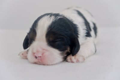 Les chiots de Cavalier King Charles Spaniel
