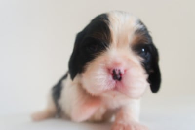 Les chiots de Cavalier King Charles Spaniel